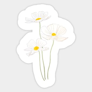 3 white cosmos flowers ink and watercolor Sticker